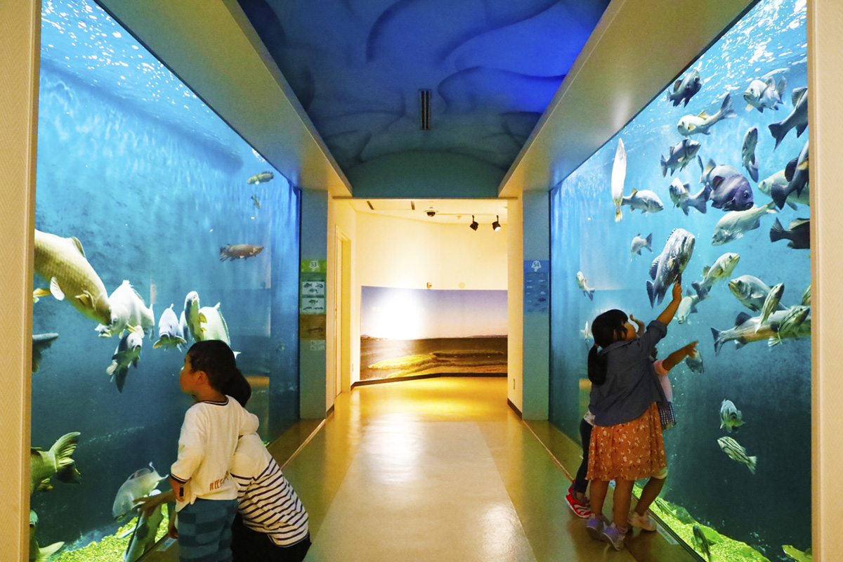 宍道湖自然館ゴビウス